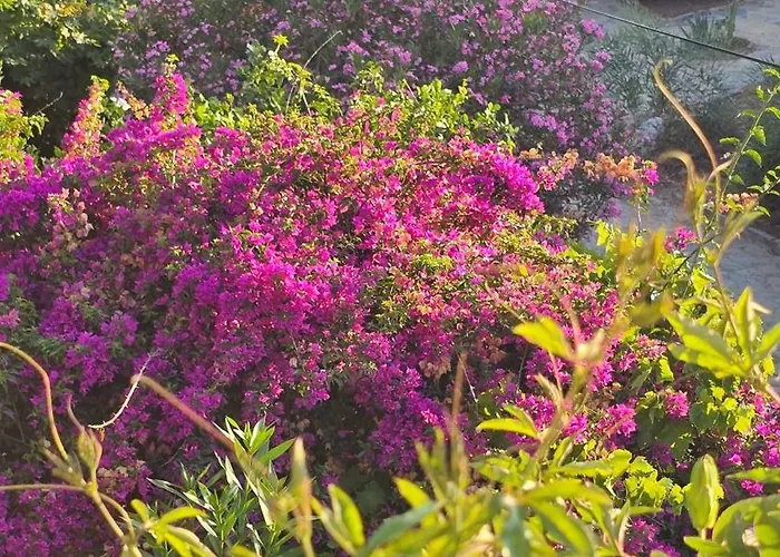 ホテル Feli Eski Adult Only